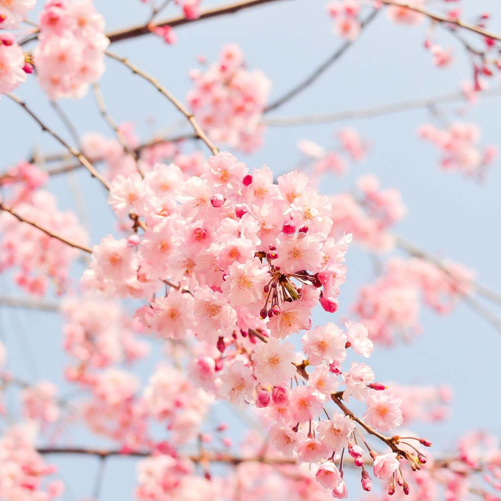 花の画像5